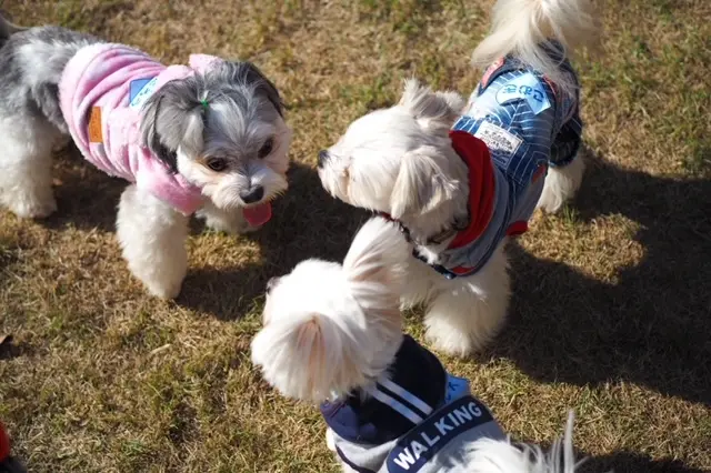 チワワとマルチーズのミックス犬・太郎君が近所の犬たちと戯れている様子