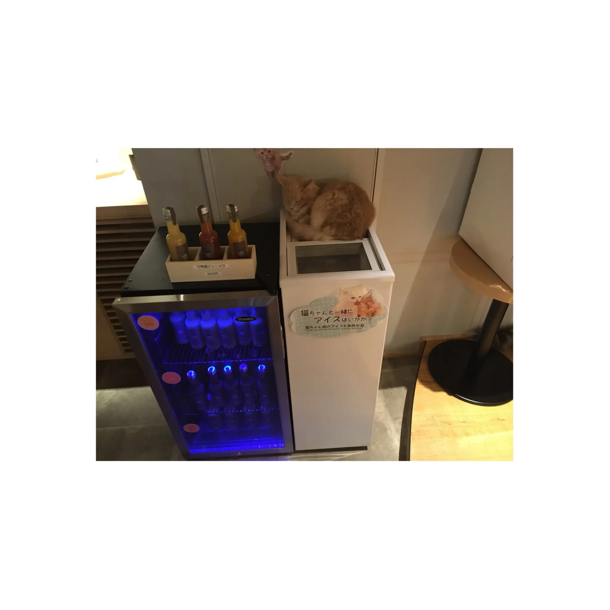 【GWはここで決まり!】日本最大級の猫カフェが新宿に⁈オシャレなラウンジカフェで可愛い猫たちに癒される!_5