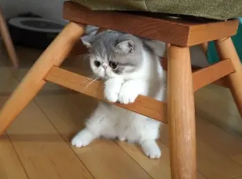 エキゾチックショートヘア の記事まとめ ファッション ビューティ ライフスタイル Daily More