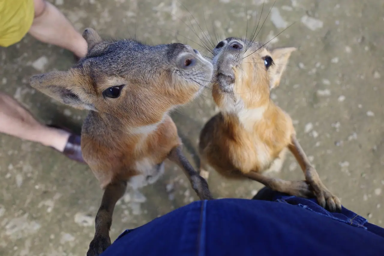 ヘビを首に巻く?!北海道ノースサファリサッポロ_7