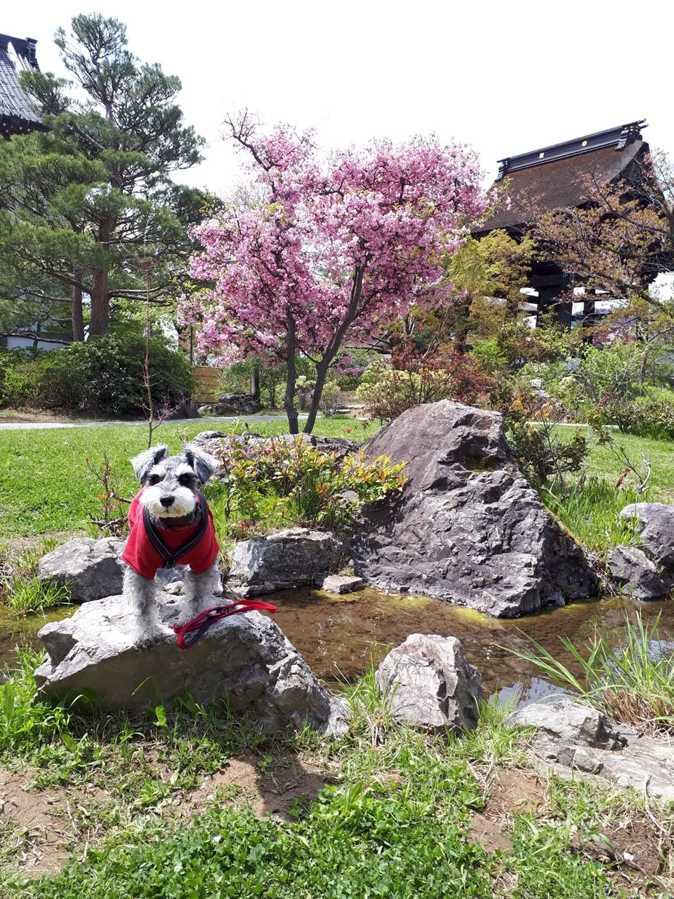 【今日のわんこ】サクラちゃんが写真を撮られなれてる件(笑)_1