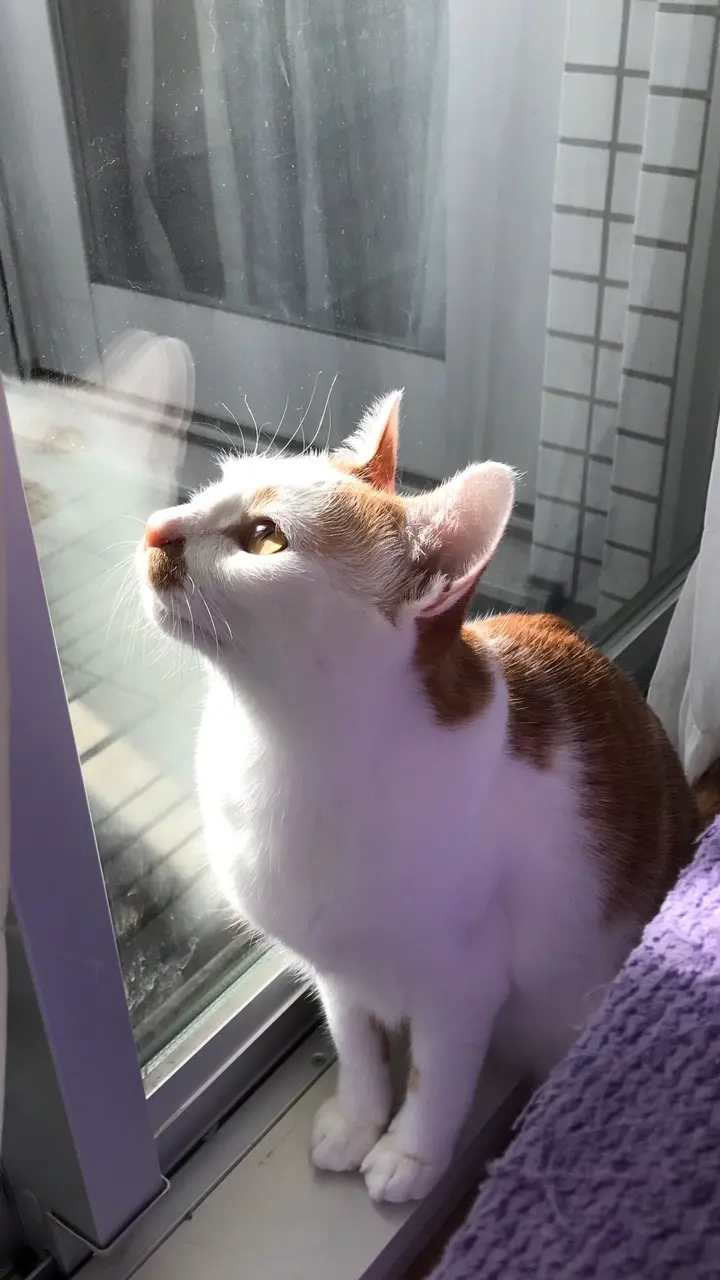 【今日のにゃんこ】あけましておめでとう! 後光のような光がさしたラビくんショット。_1