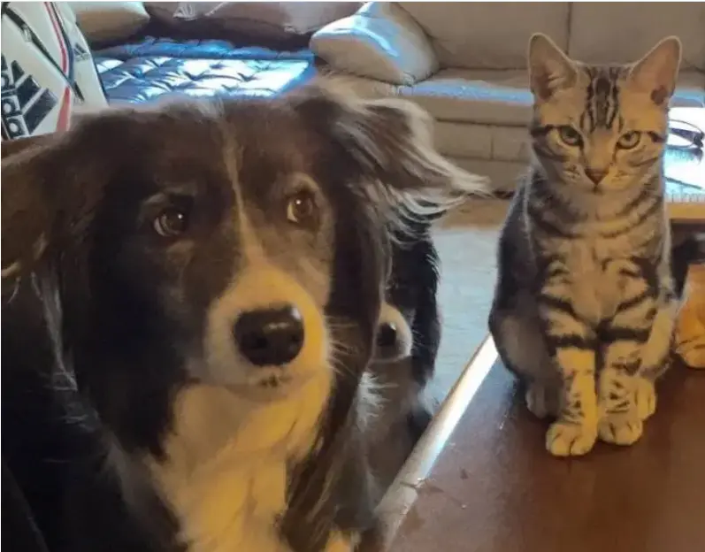 見て見ぬ振りをする犬。ボーダーコリーのメルちゃんと、それをにらむ猫・ソラくん