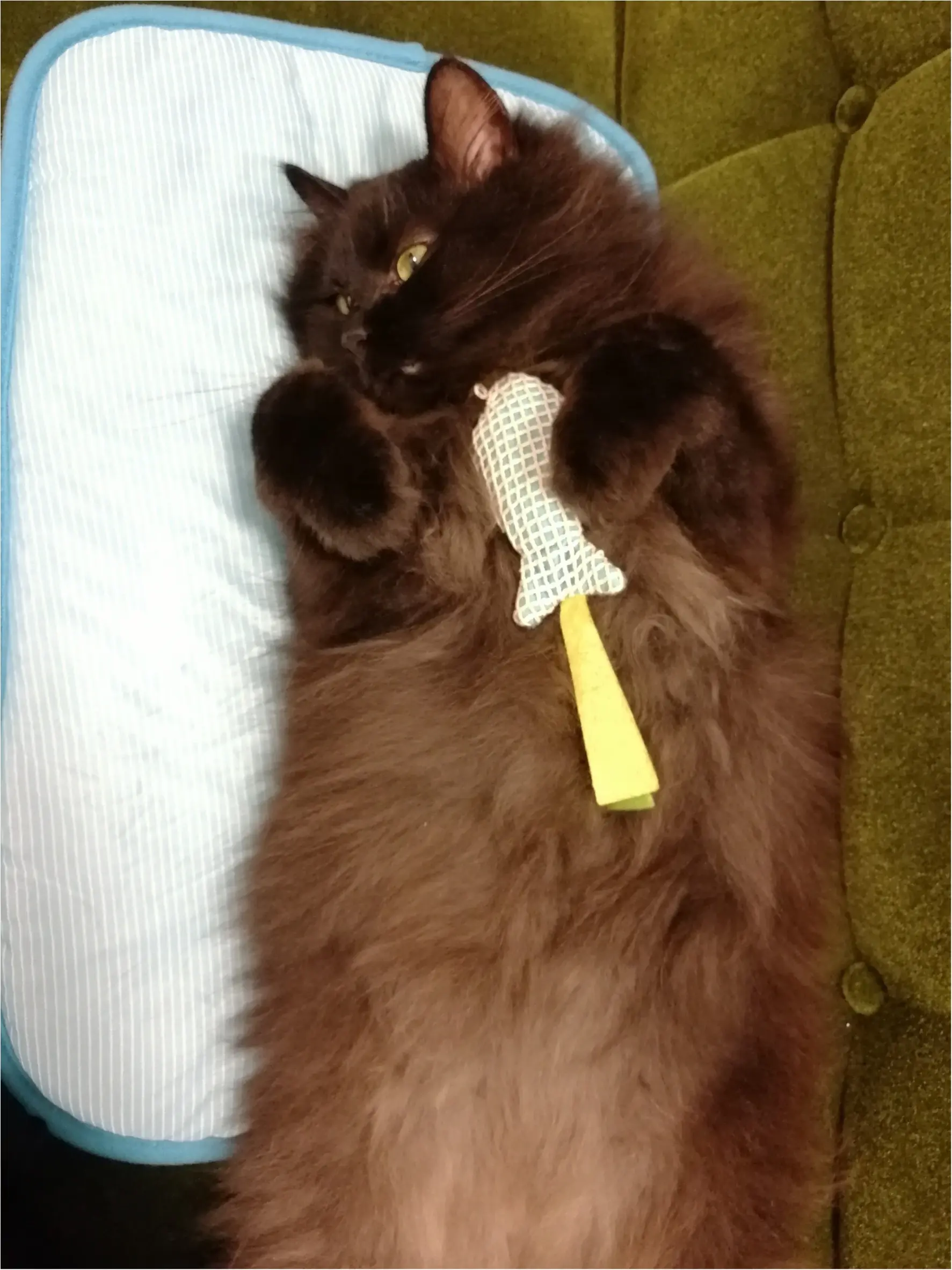 【今日のにゃんこ】遊びたいけどおねむ……な、ゆらちゃん_1