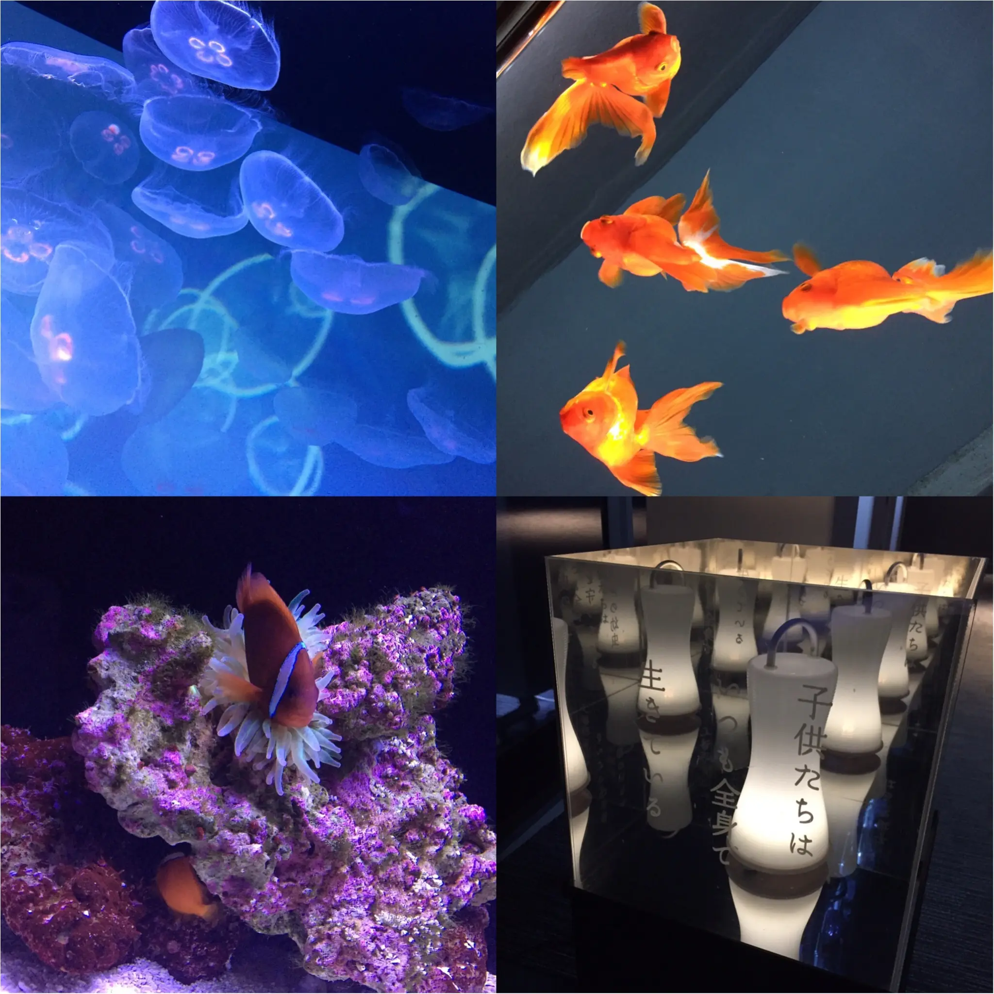 【6/18まで】すみだ水族館のスペシャルコラボ✨期間限定『ほたるの夜』でロマンチックな夜を♪♪ _10