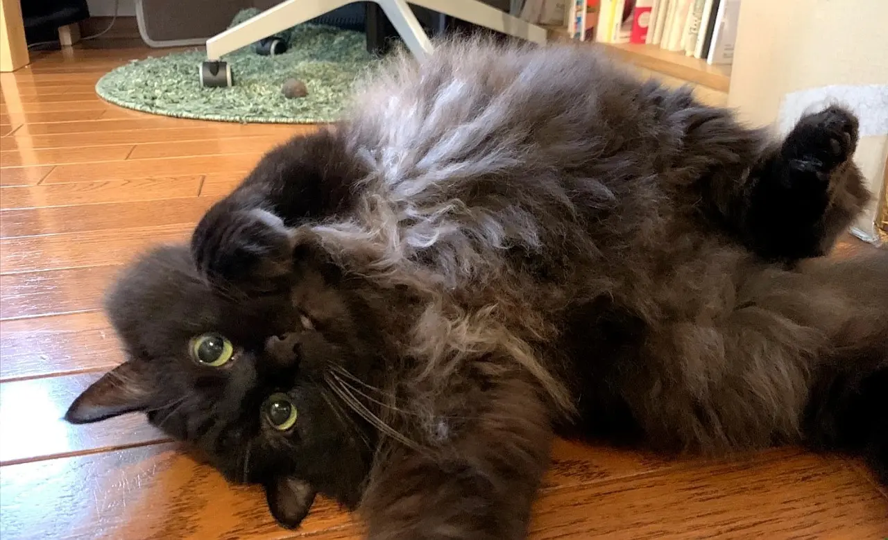 飼い主に全力で甘える猫、ゆらちゃん
