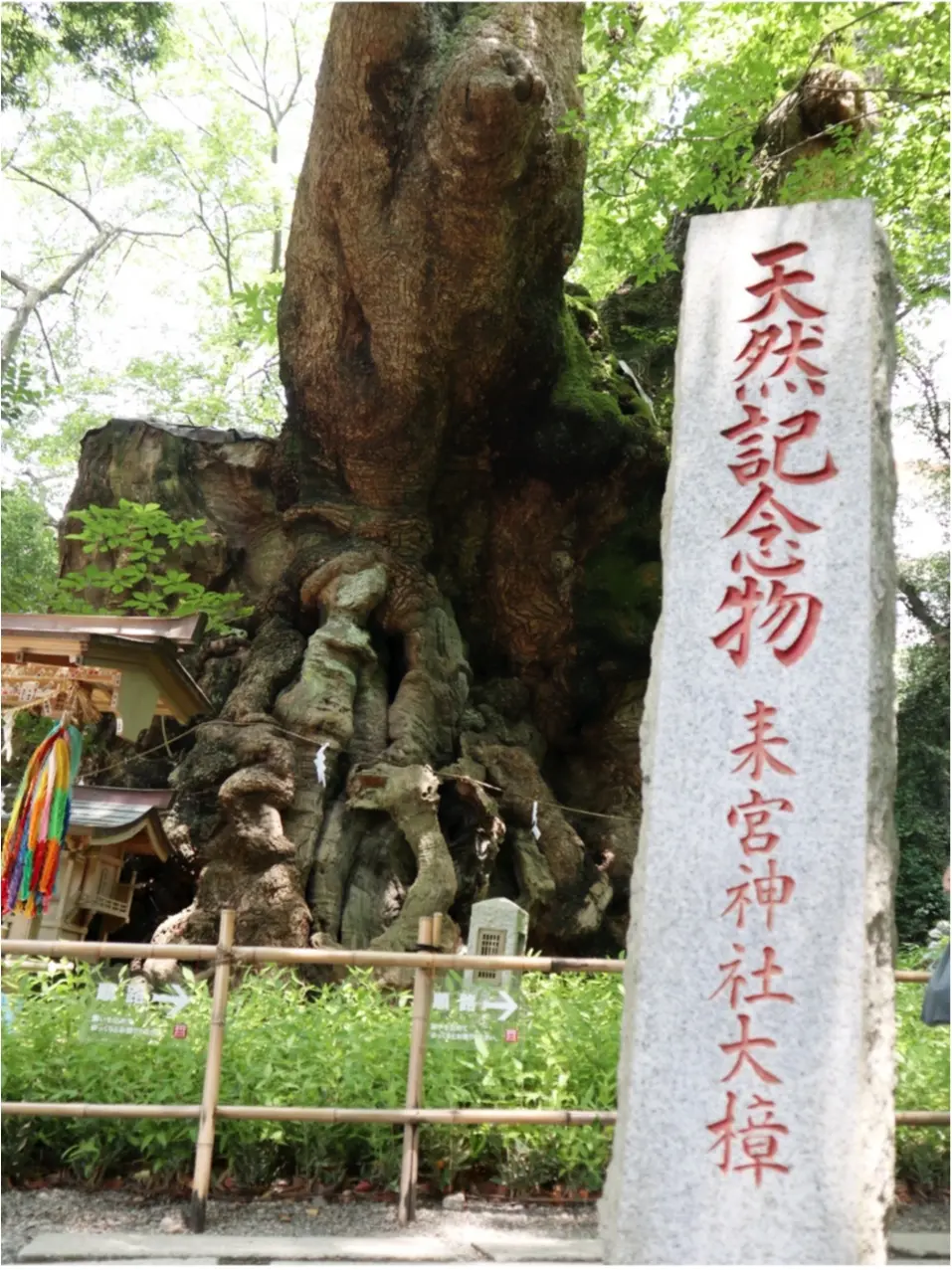 フォトジェニックなパワースポット!《来宮神社》で縁結び祈願♡_2