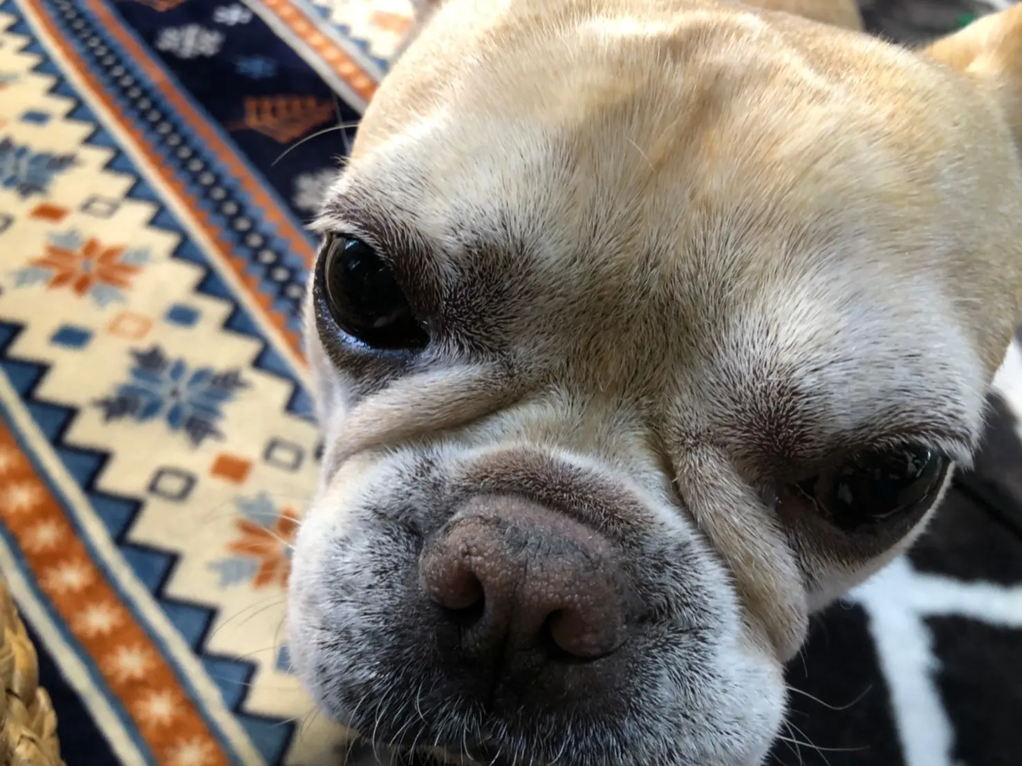飼い主に甘える犬・まつこ