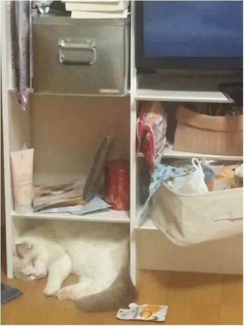 【今日のにゃんこ】遊び疲れて……。カイくんは戸棚の中で就寝中_1