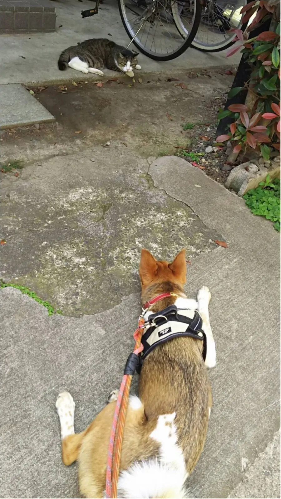 【今日のわんこ】なかなか距離が縮まらない! こだまちゃんは猫に片思い中_1