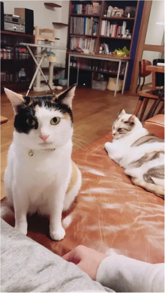【今日のにゃんこ】ふまーん! 寝たい場所をとられたちよちゃん_1
