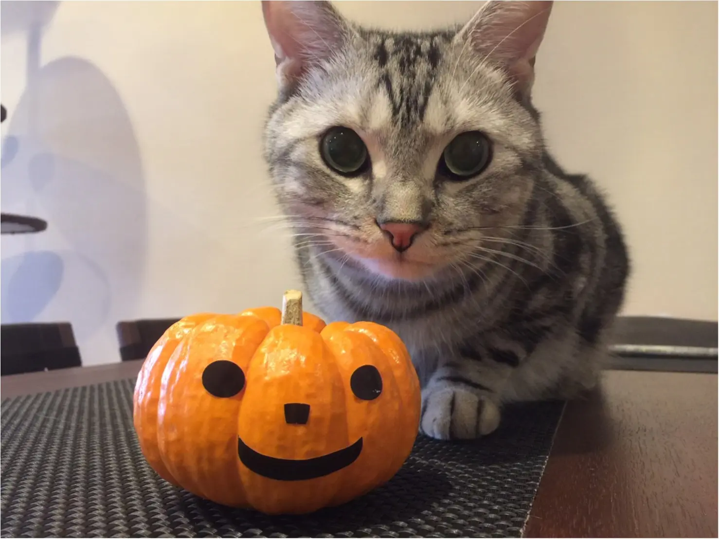【今日のにゃんこ】アランくんは、一足お先にハッピーハロウィン♡ _1