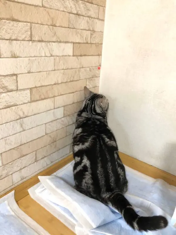 【今日のにゃんこ】しょげるソラくん。でもきっとすぐに……?_1