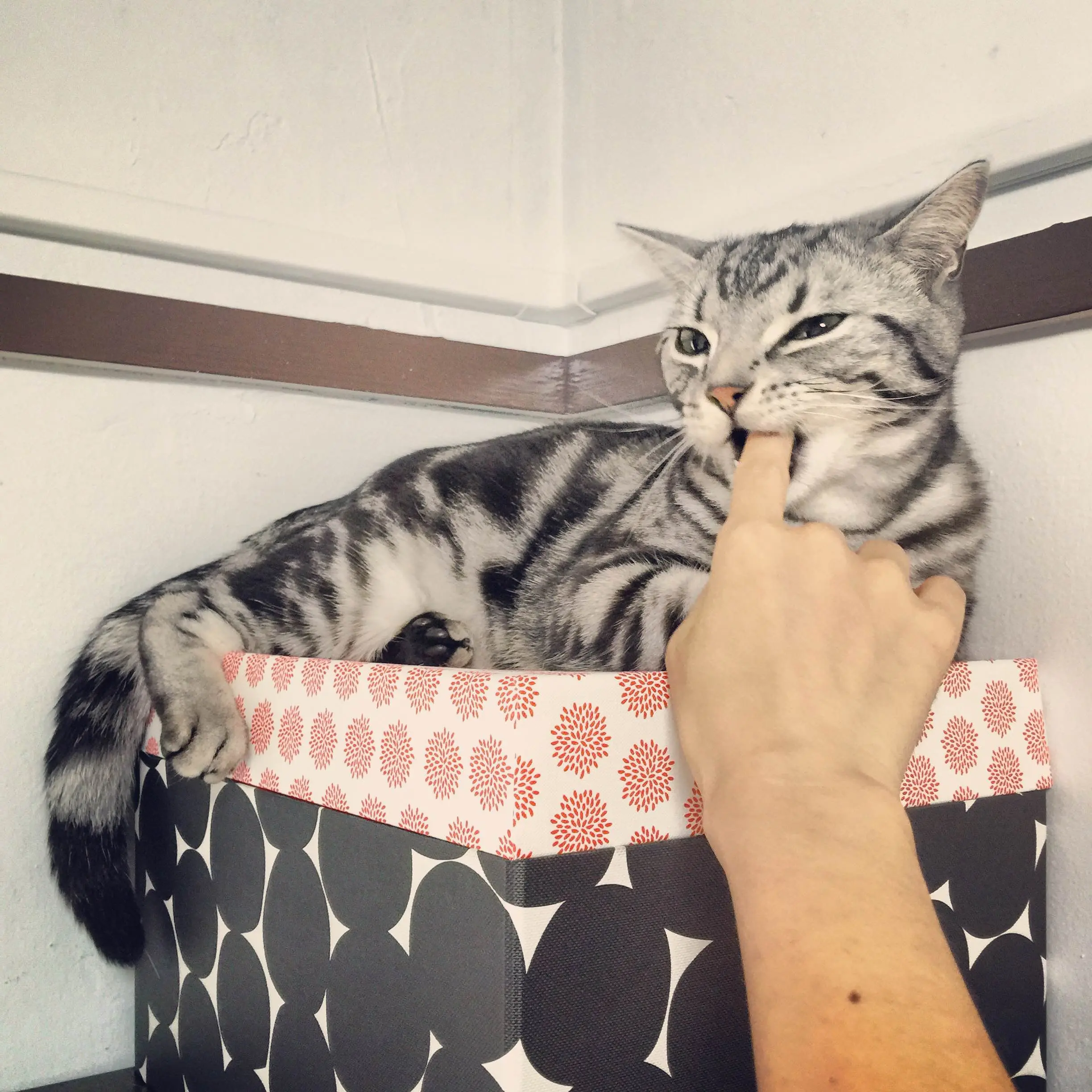 本日のにゃんこ さらんくん アメリカンショートヘアー_1