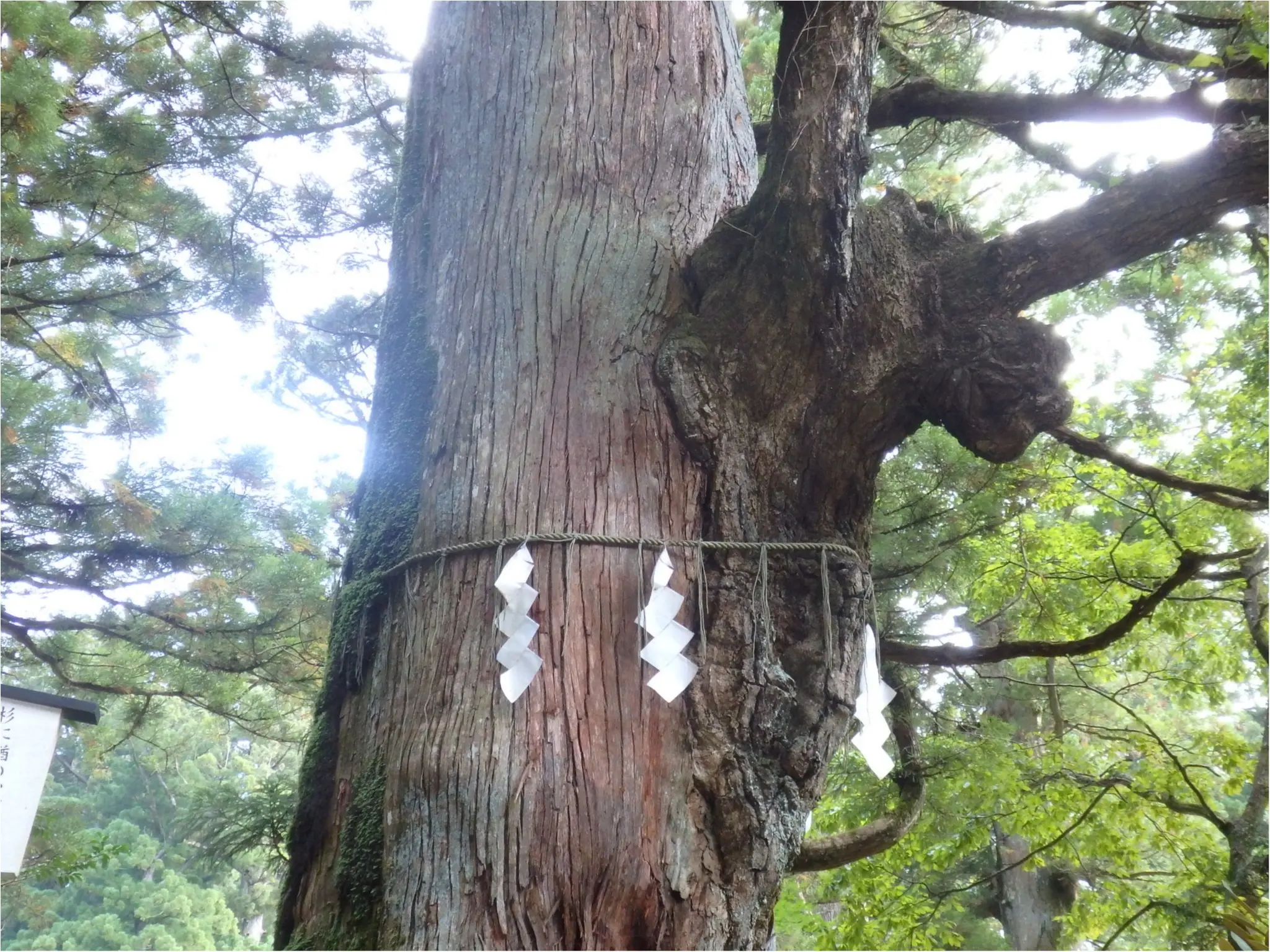 【知らなかった!】日本一楽しめる神社へ潜入してみた_16