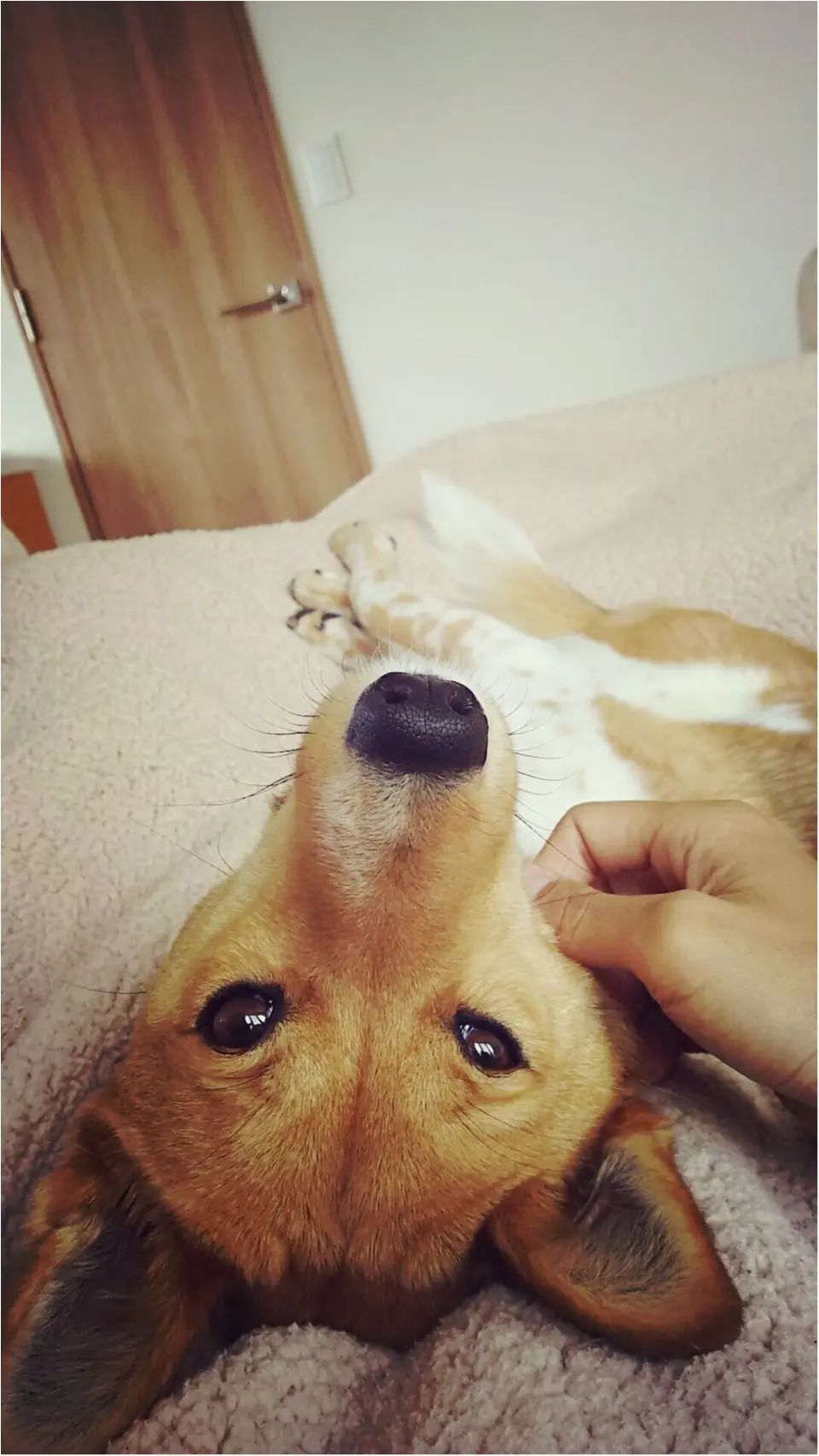 【今日のわんこ】小悪魔女子ですから♡ こだまちゃんの必殺技って?_1