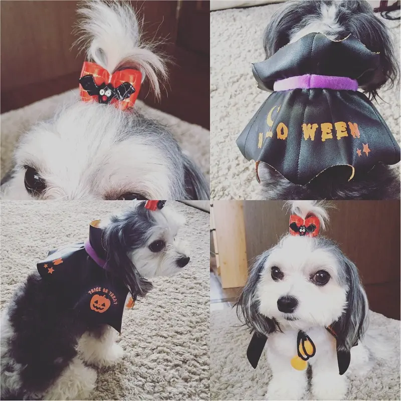 【今月のわんこ】チワワとマルチーズのミックス犬・太郎くんのコスプレ5選! ハロウィンの参考にしてみて♬_5