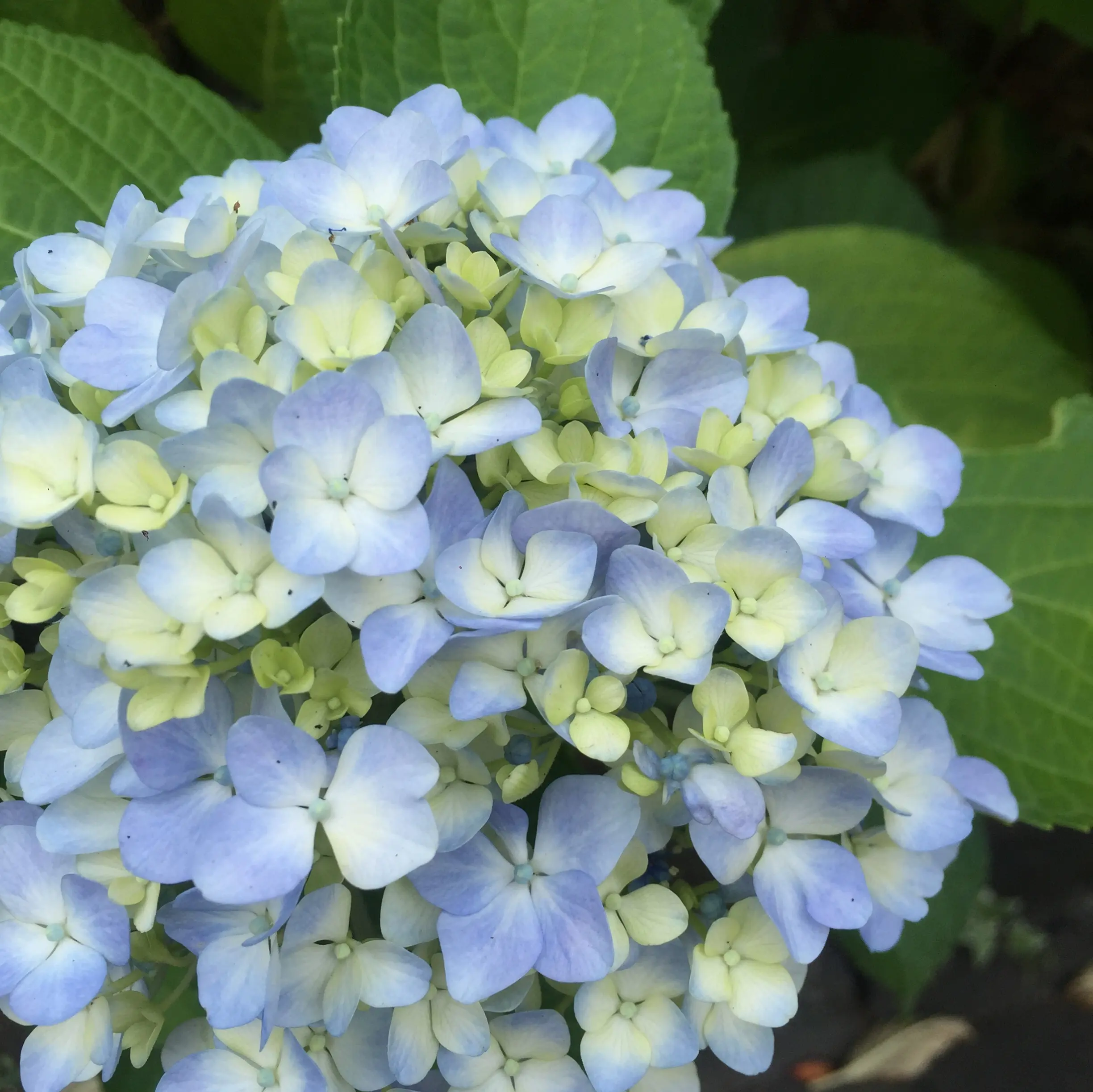【京都】紫陽花を探しに東福寺へ、、思わぬ絶景に感動♡_4