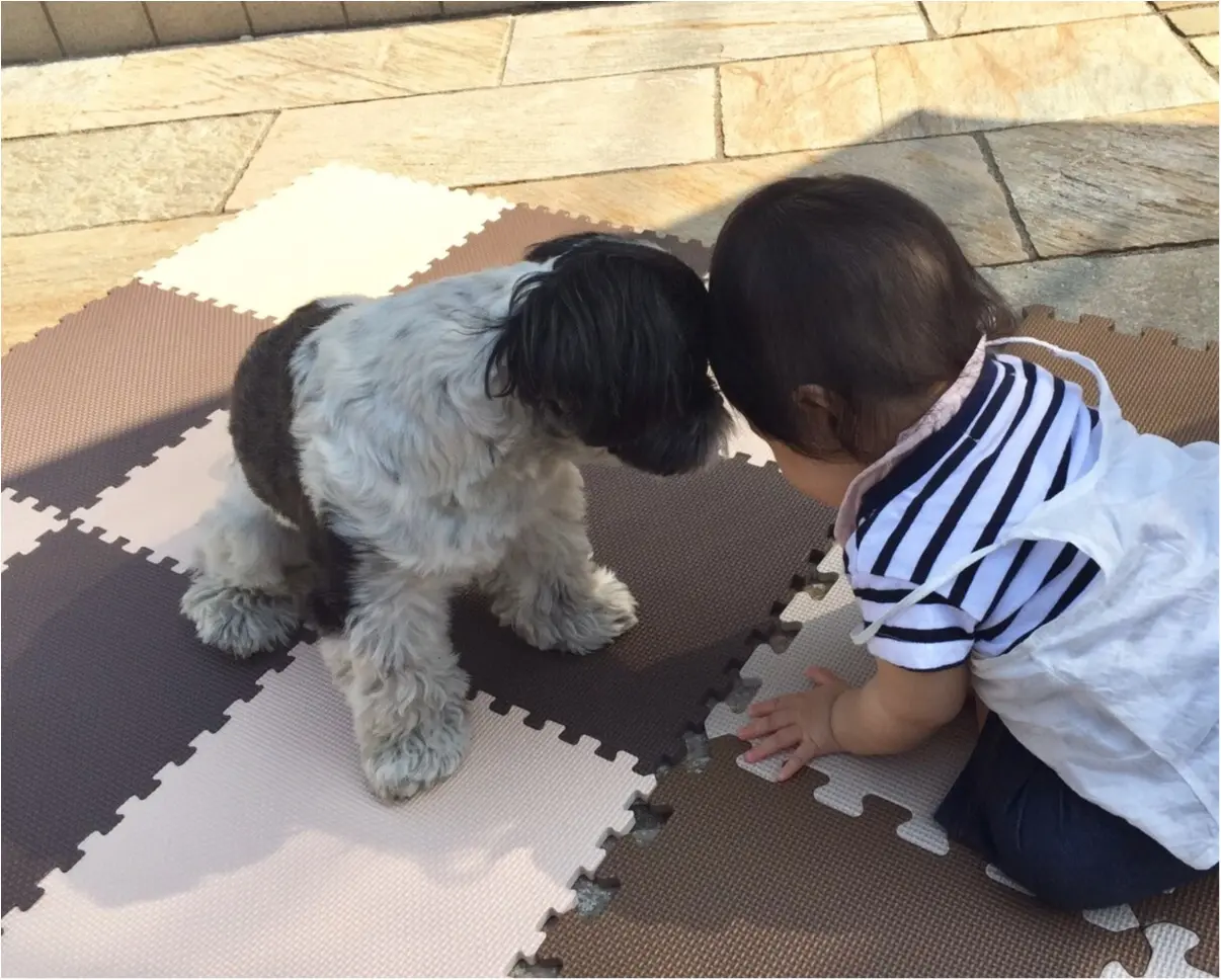 【今日のわんこ】ぼくお兄ちゃんなの♡ 赤ちゃんに会ったアイビーくん_1