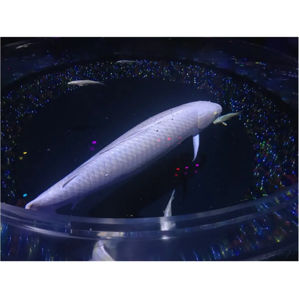 【アートアクアリウム2018〜江戸・金魚の涼〜】今年も日本橋へ!和と四季を楽しもう!_3
