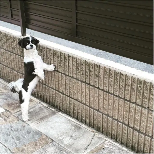 今日のわんこ アイビーくん シーズー×マルチーズのミックス_1