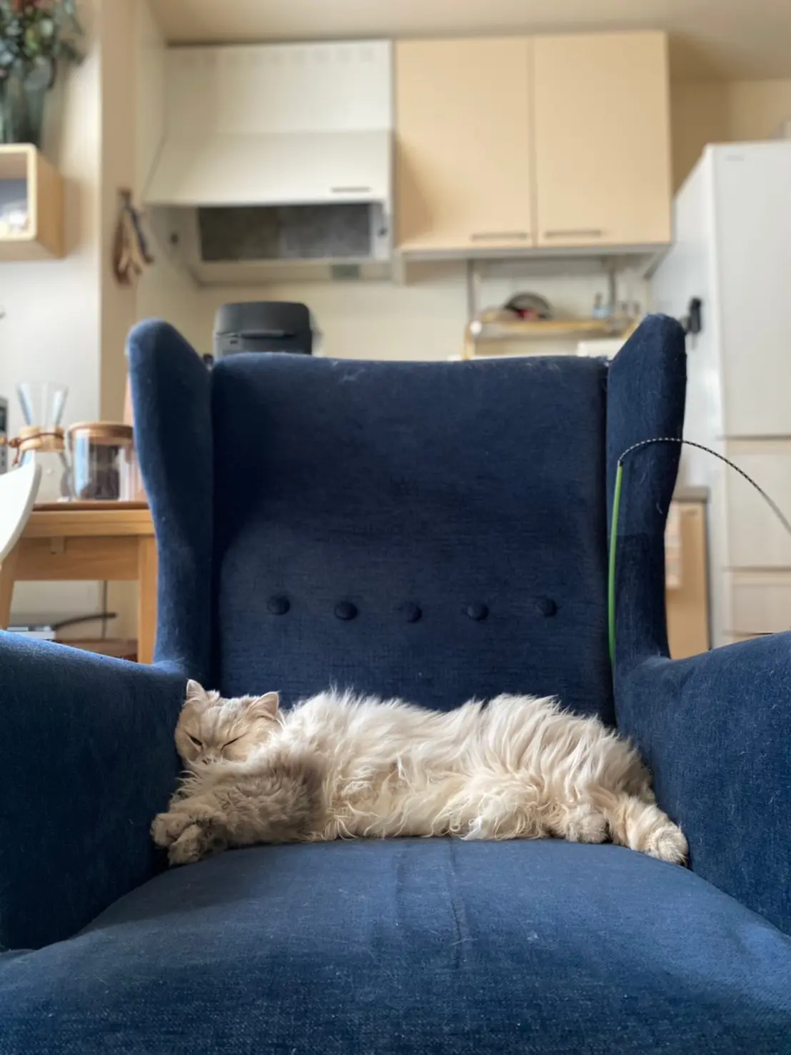 仕事用の椅子に横たわる猫・ココンちゃん