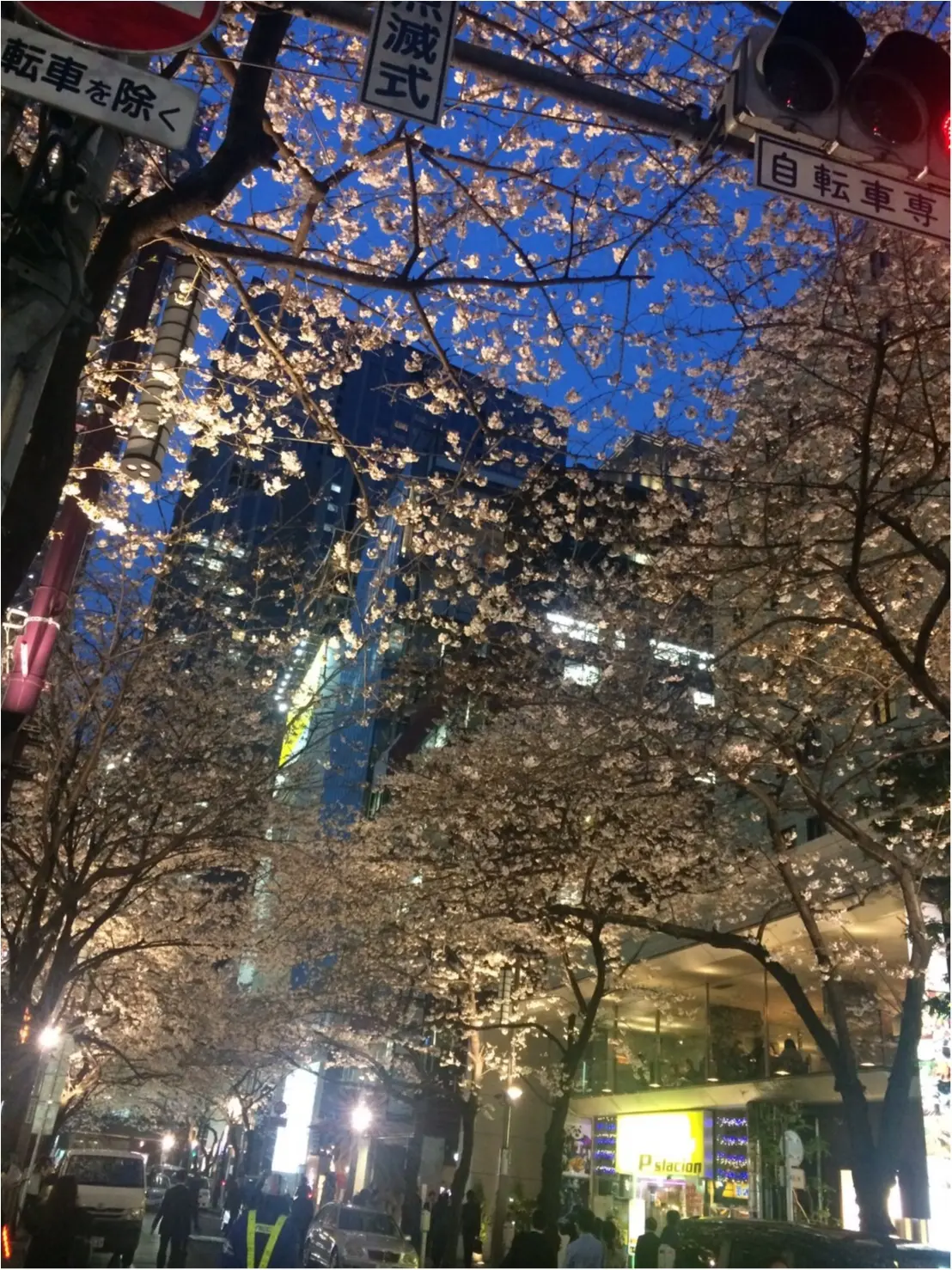 【桜通信】週末で散っちゃう!?最近の桜事情_3