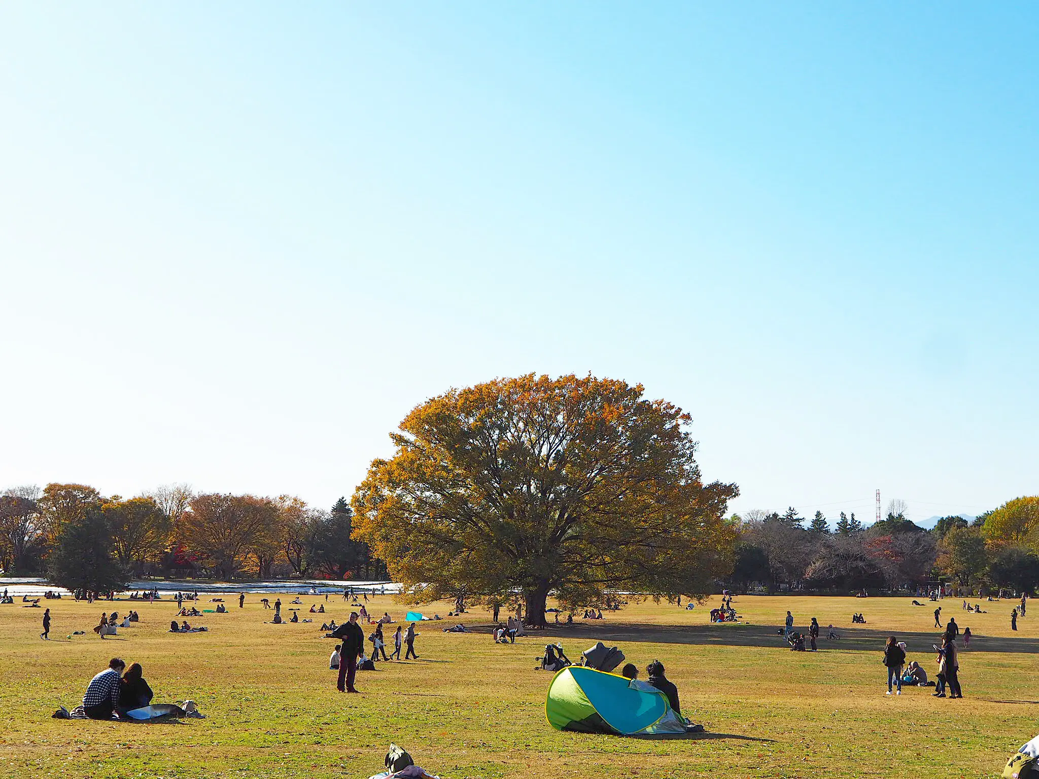 【秋の昭和記念公園】銀杏並木と紅葉サイクリング♩_7