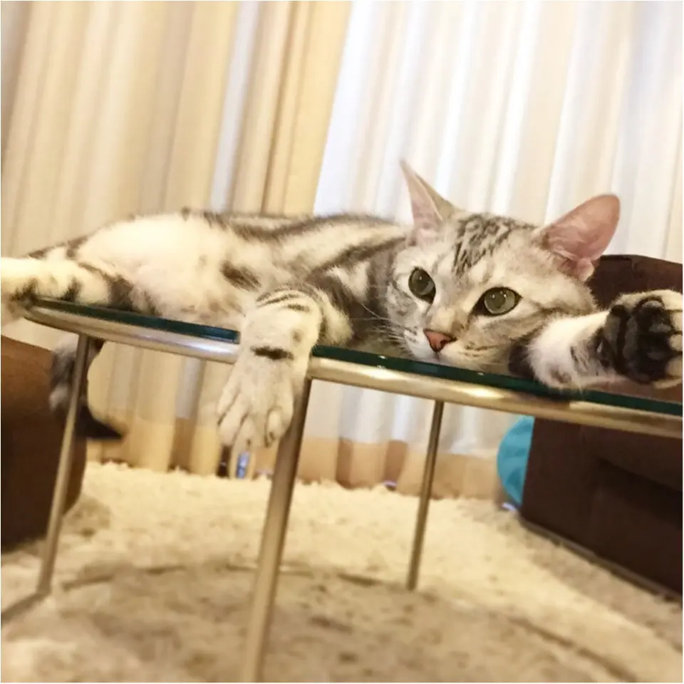 【今日のにゃんこ】にゃんでにゃんこにならないの? アランくんの疑問_1