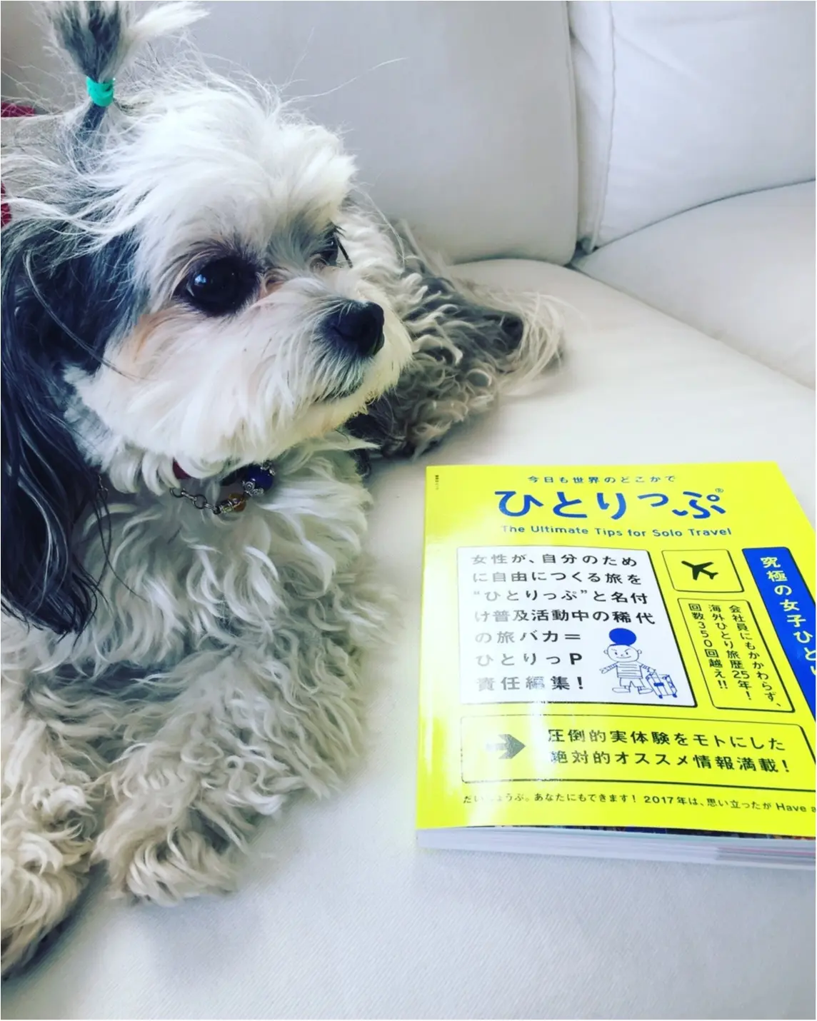 【今日のわんこ】これ、なに!? 太郎くん「ひとりっぷ」を発見!_1