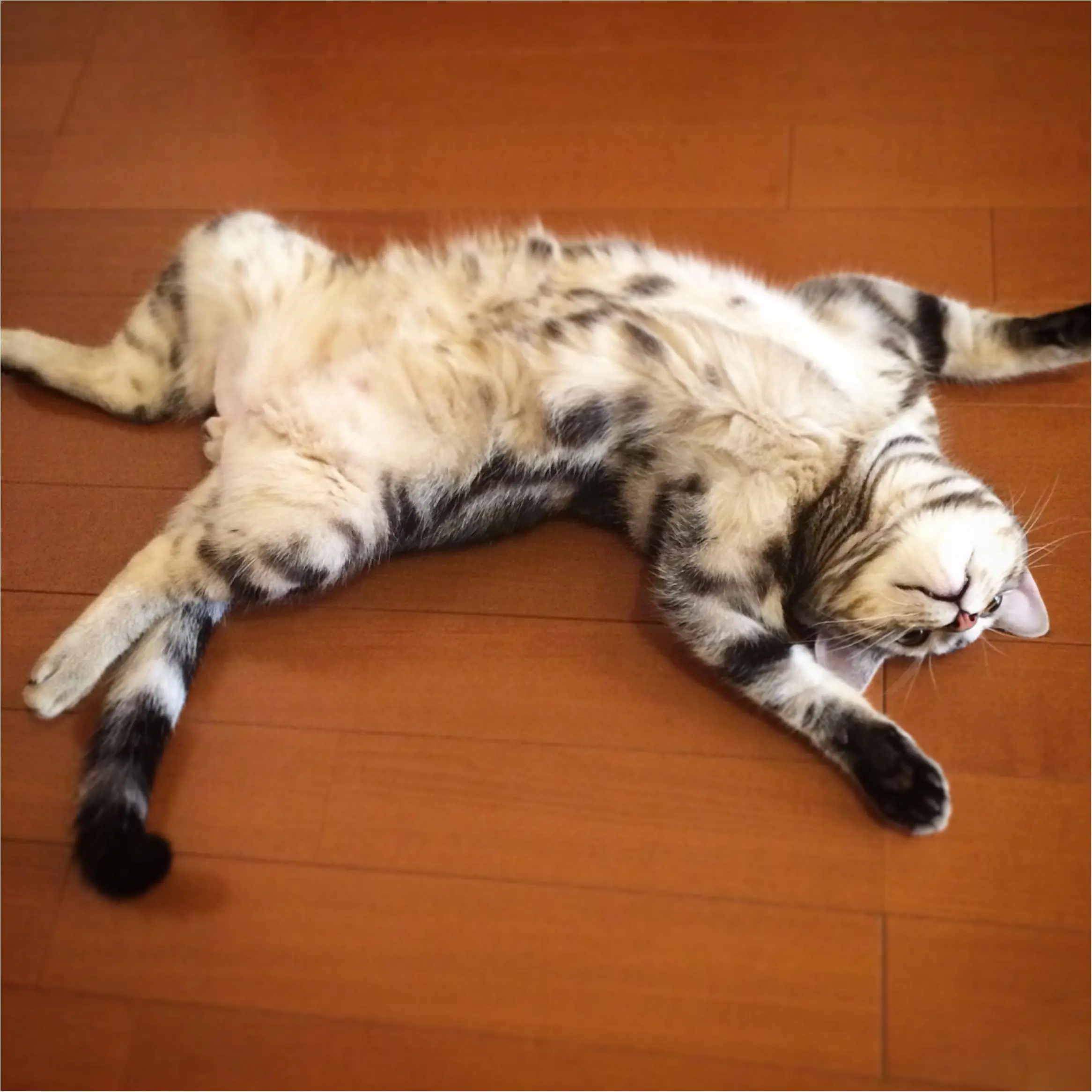 【今日のにゃんこ】アランくんお得意の「へそ天」ポーズだニャン。_1