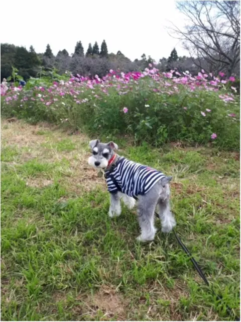 【今日のわんこ】お花畑におでかけのサクラちゃん♥ _1