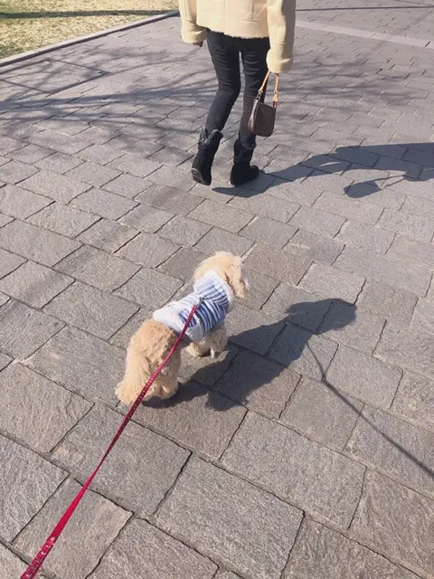 【今日のわんこ】洋服好きなシフォンちゃん。お散歩でもおうちでも!_1