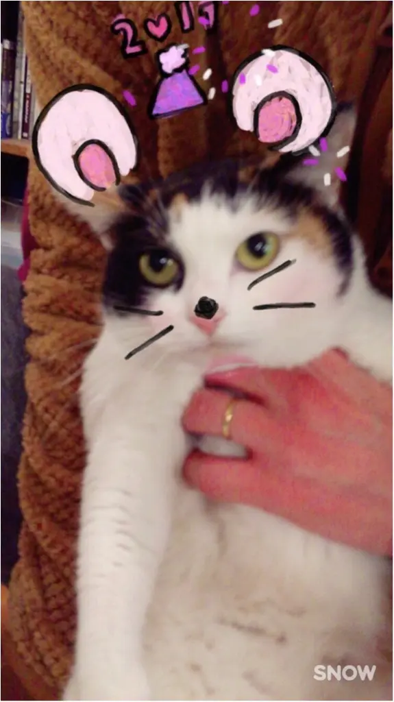 【今日のにゃんこ】ちょっと恥ずかしい!? ちよちゃん、ねすみに大変身の巻_1