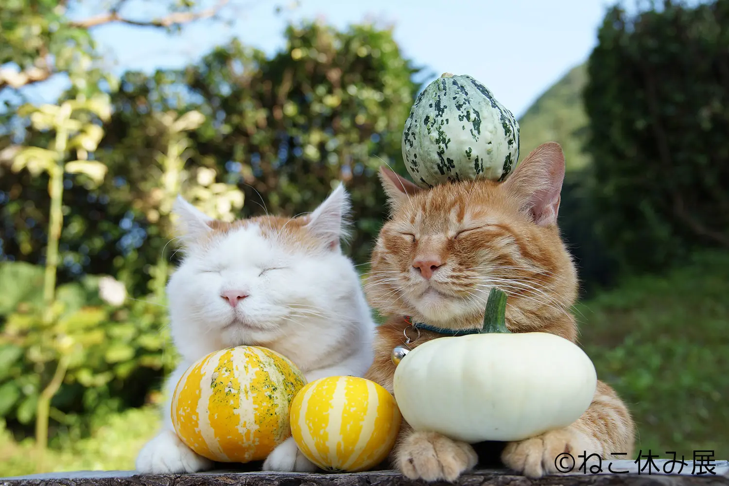 癒されたければ行くしかない! 「ねこ休み展」がかわいすぎ♡_1