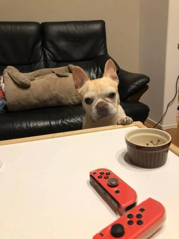 テーブルの上にあるココットを見つめる犬・まつこ