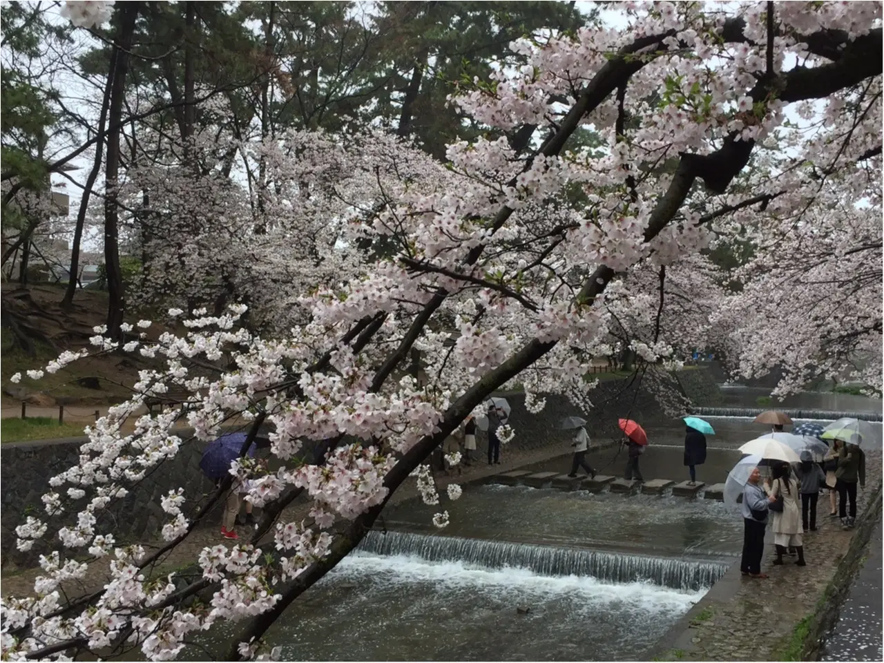 【関西お花見スポット】「日本さくら名所100選」にも選定!夙川に映る桜が美しい♡_6