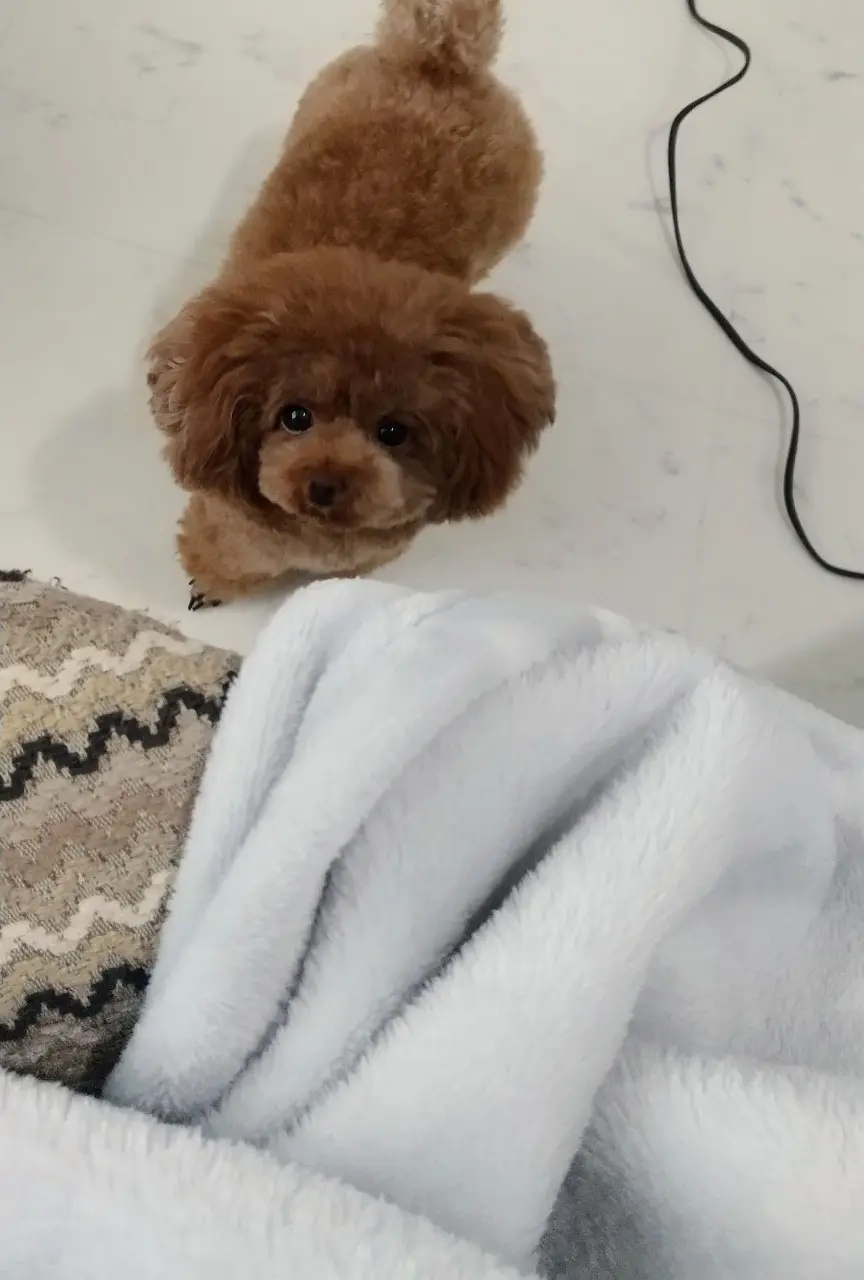 膝にのせて、とおねだりをする犬・テテちゃん