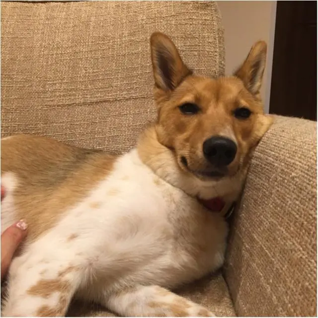 今日のわんこ こだまちゃん_1