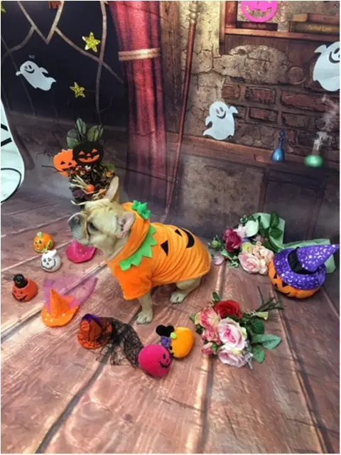 【今日のわんこ】ハロウィン満喫中♡ なフレンチブルドックのまつこ_1