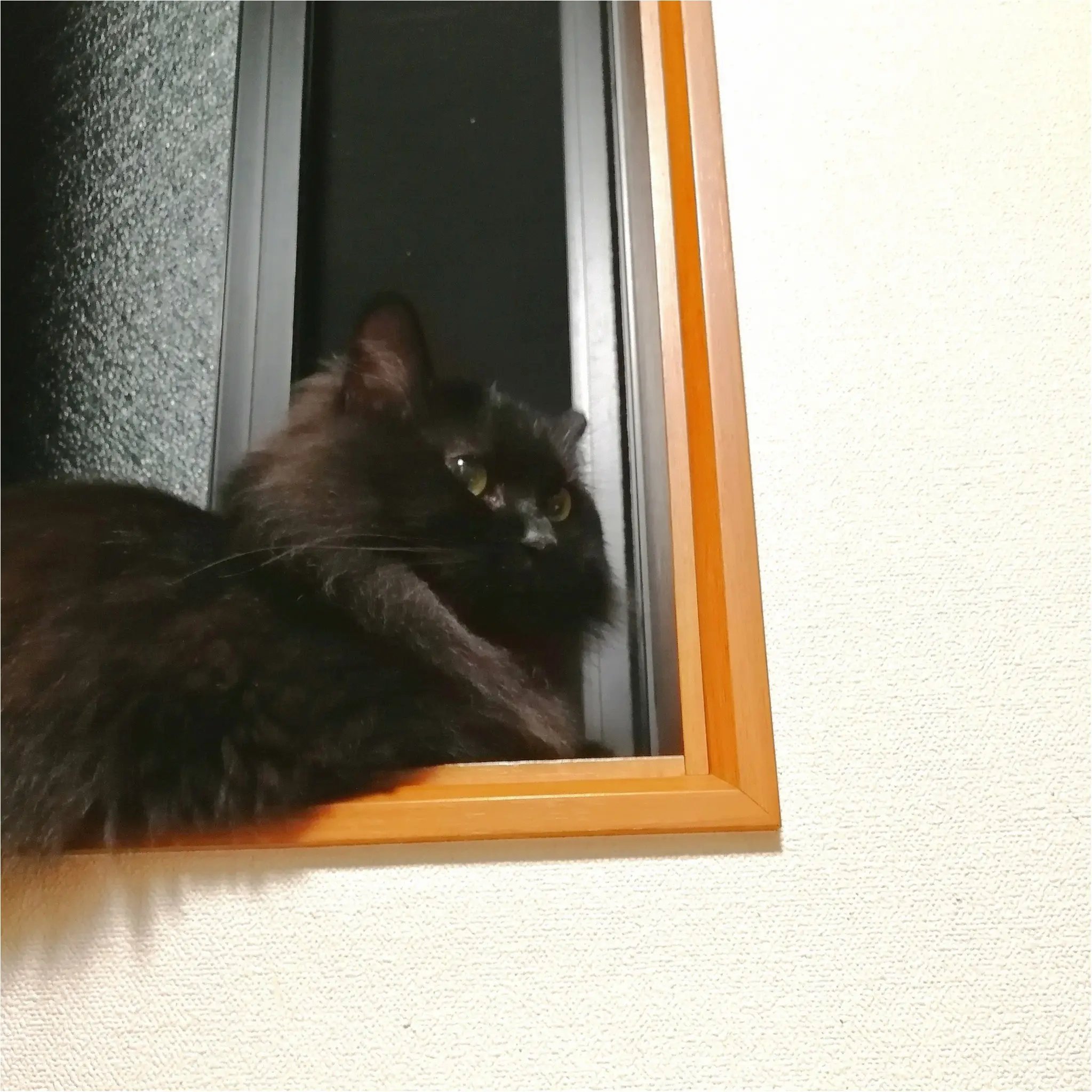 【今日のにゃんこ】秋の夜長♡ ゆらちゃんは窓辺でお月見_1