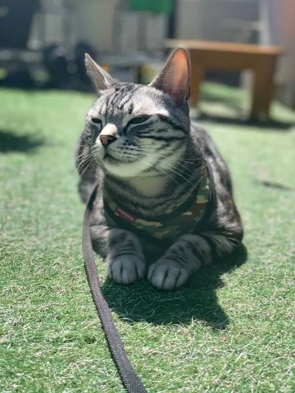 家の庭で日光浴を楽しむ猫・ソラくん