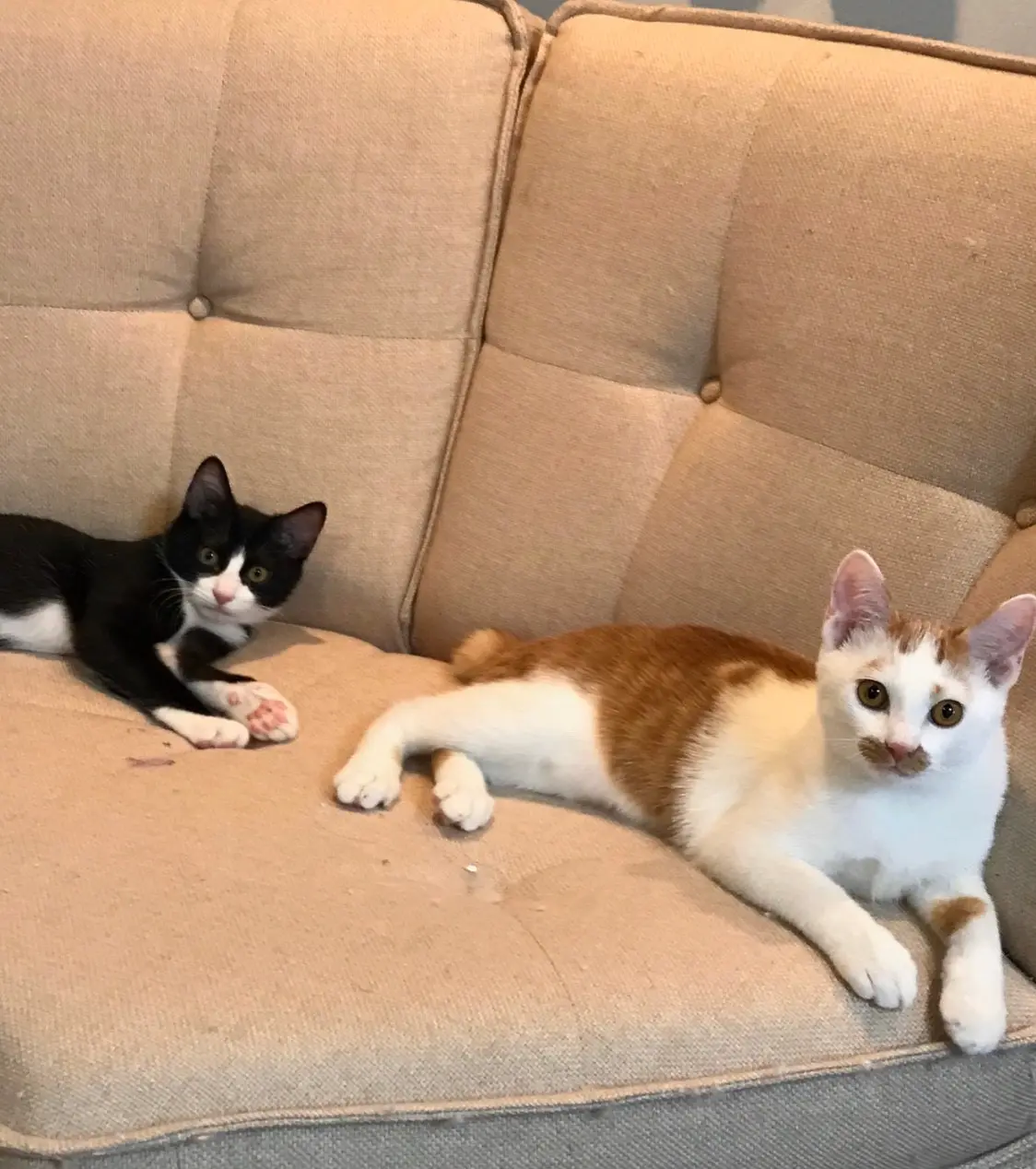 【今日のにゃんこ】ラビくんとルウくんの子猫時代の写真とエピソード_1