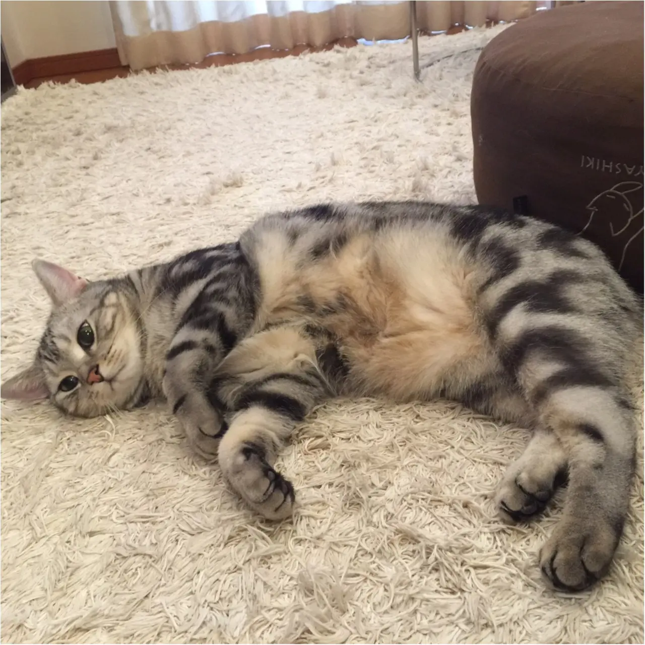 【今日のにゃんこ】暑いにゃ~! 猛暑にぐったりなアランくん_1