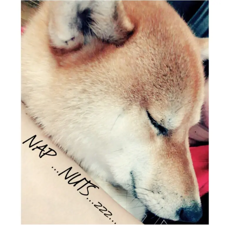 ▶︎▶︎オススメ!!<ワイドリブキャミ〉で大人コーデと最近の〈柴犬〉ナッツ【はるな】_6