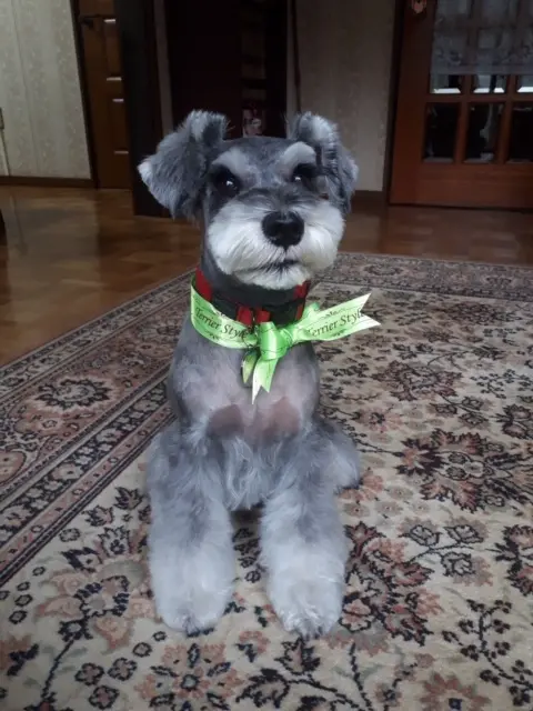 【今日のわんこ】2ヶ月ぶりのトリミングでスッキリ! なサクラちゃん_1