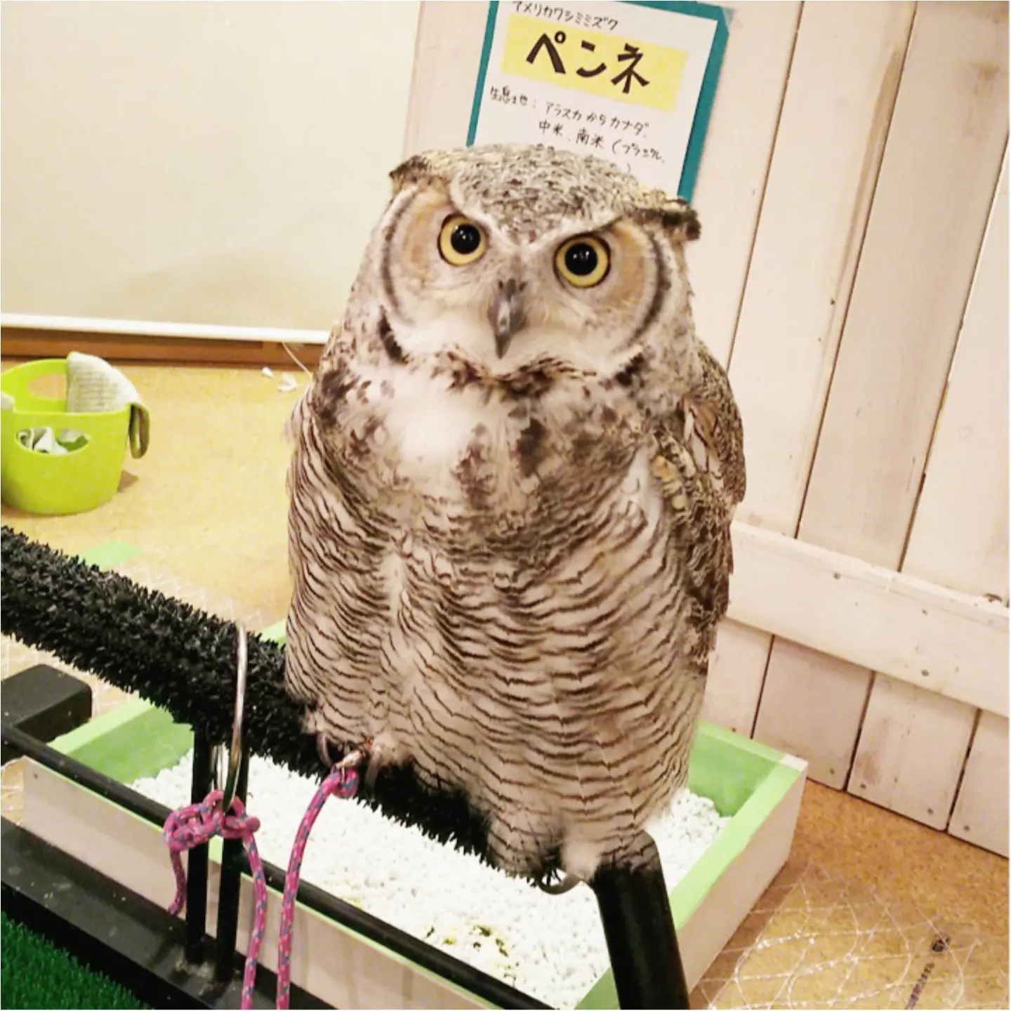 可愛いフクロウに癒される 名古屋栄の ふくろうのいる森カフェ に行ってきました Moreインフルエンサーズブログ Daily More