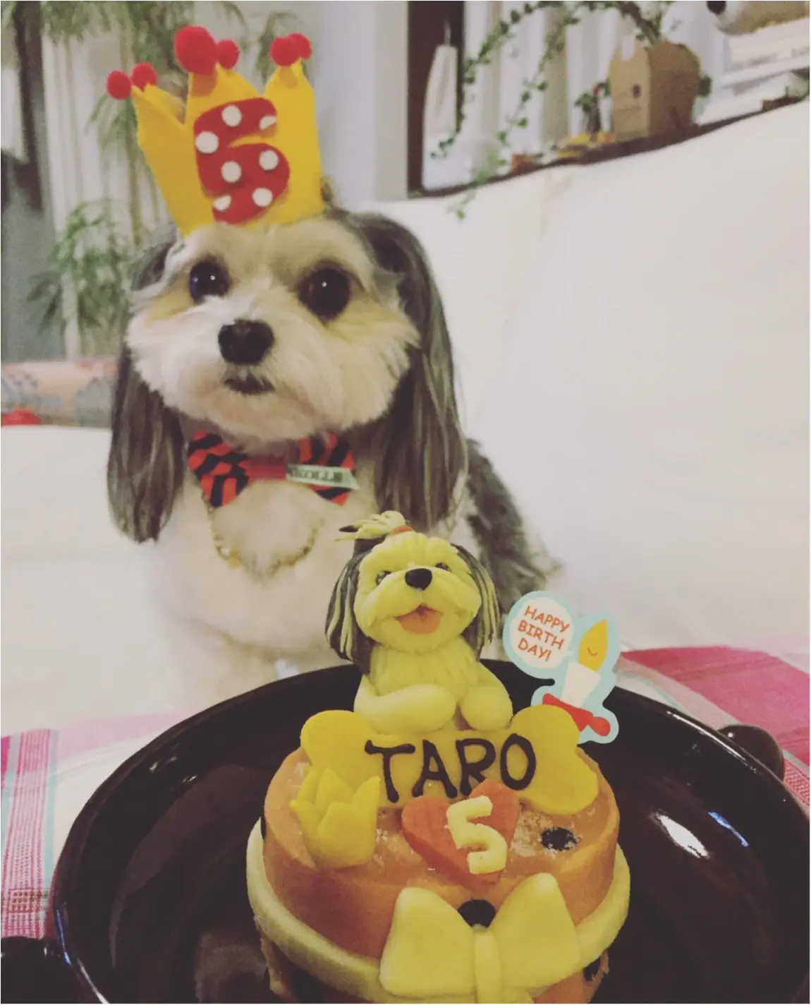 【今日のわんこ】おめでとう♡ 5歳になった太郎くんのパーティーをのぞき見♪_1