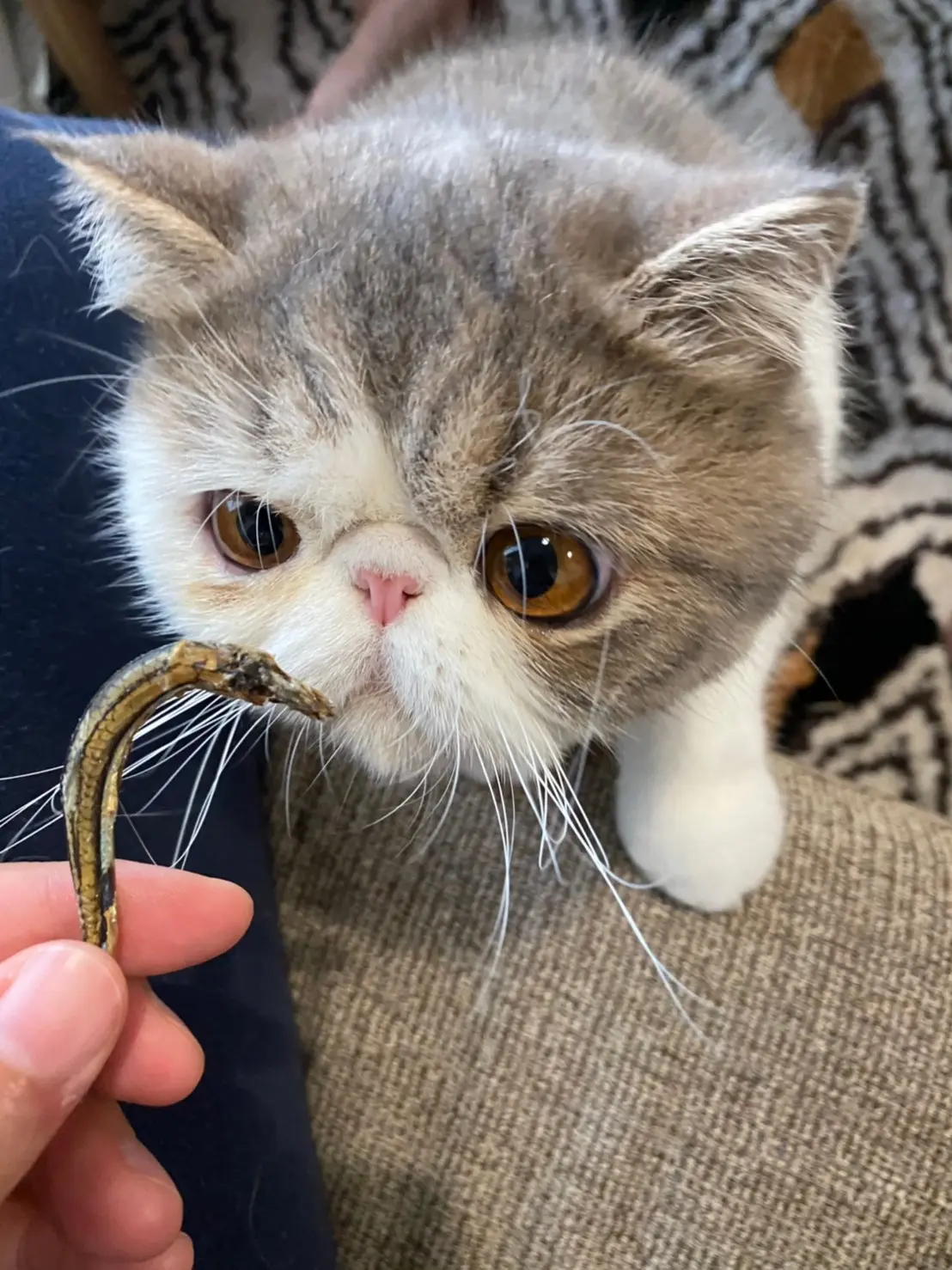 大好物のきびなごのおやつを狙う猫・こたつくん