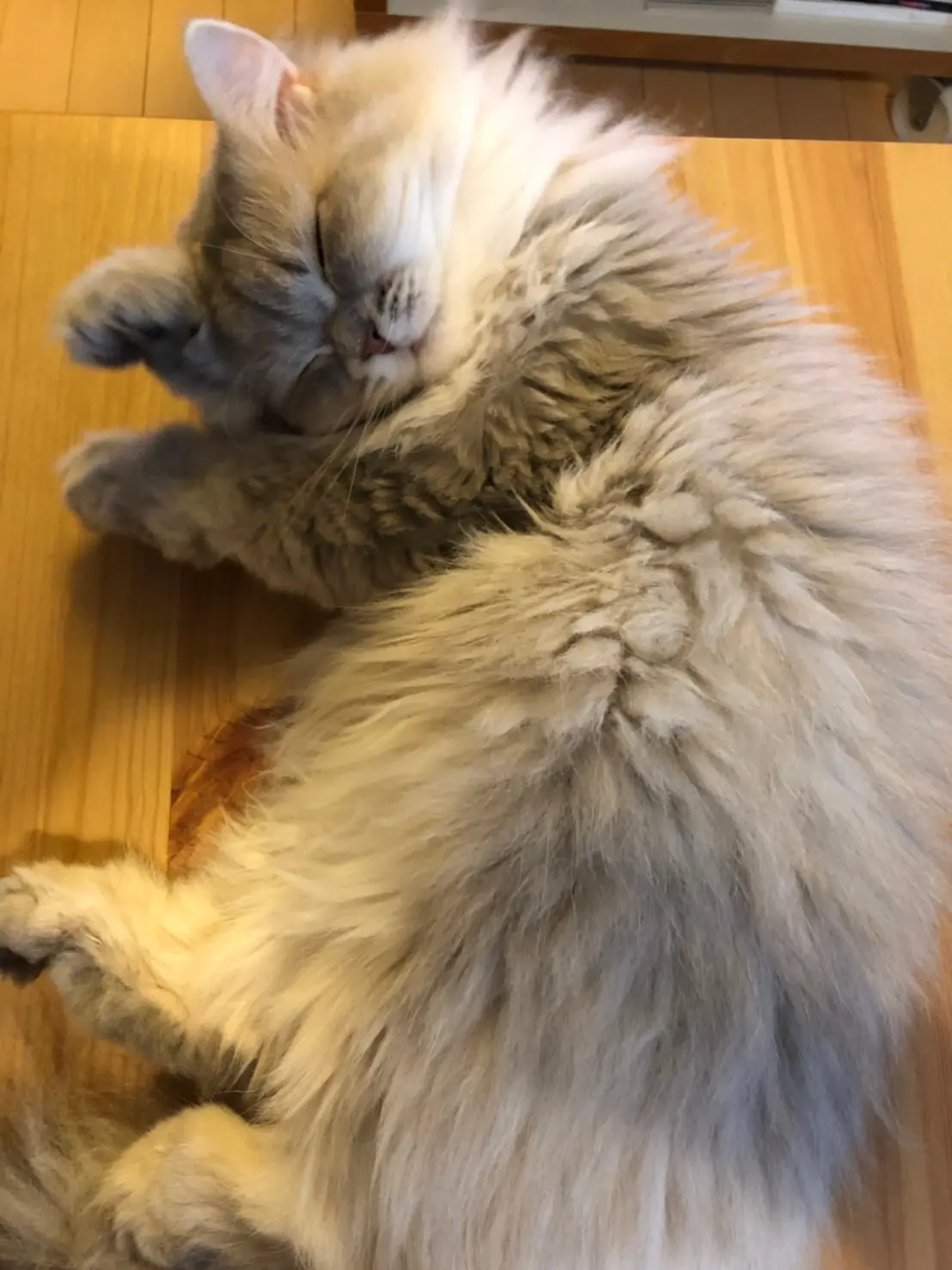 【今日のにゃんこ】ココンちゃんの、すやぁな姿に思わずキュン♡_1